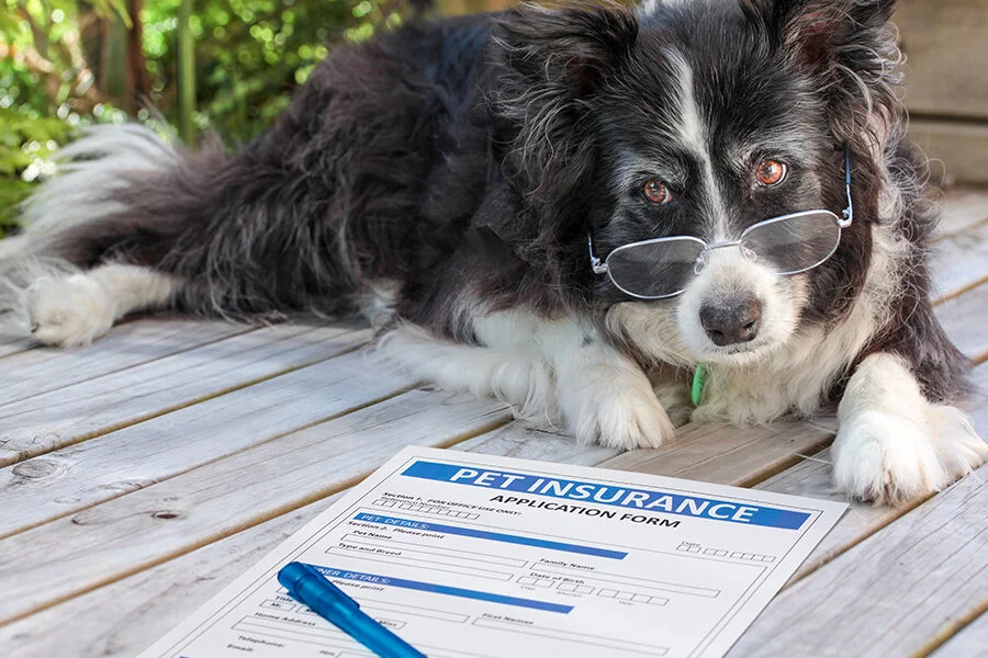 Evcil Hayvan Sigortası Seçerken Dikkat Edilmesi Gerekenler